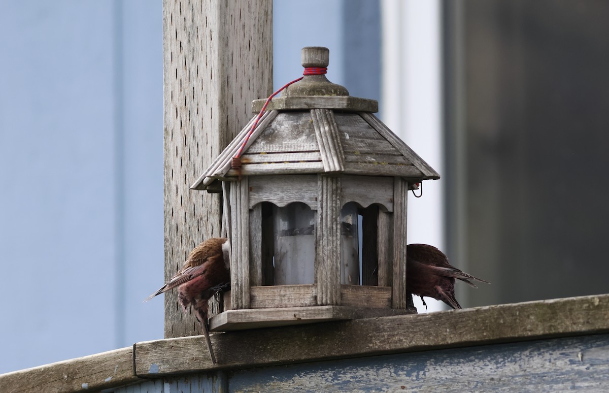 Gray-crowned Rosy-Finch (Aleutian and Kodiak Is.) - Ferenc Domoki