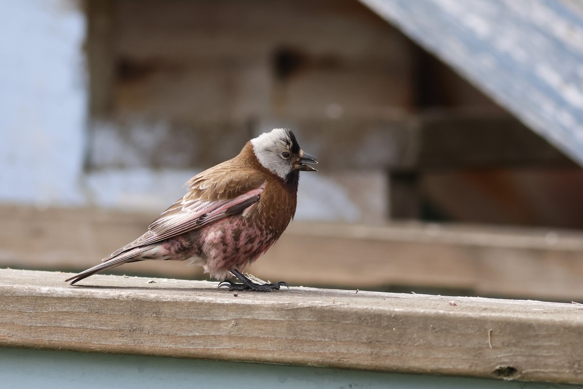 Gray-crowned Rosy-Finch (Aleutian and Kodiak Is.) - Ferenc Domoki