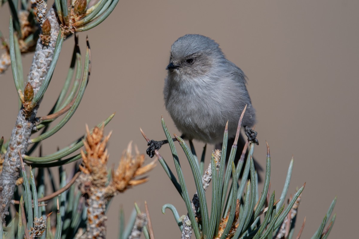 krattmeis (plumbeus) - ML610362901
