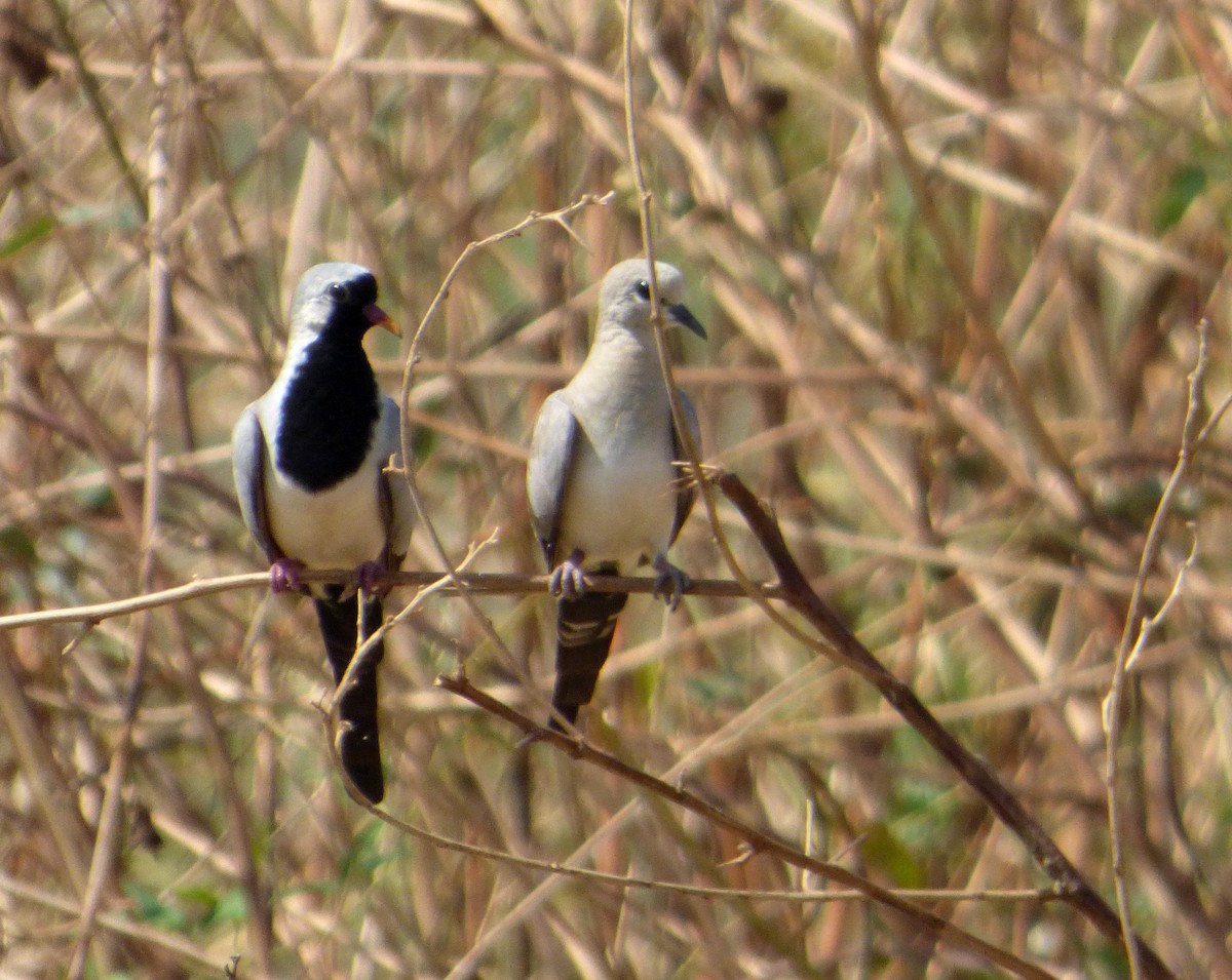 Namaqua Dove - Héctor Bintanel Cenis