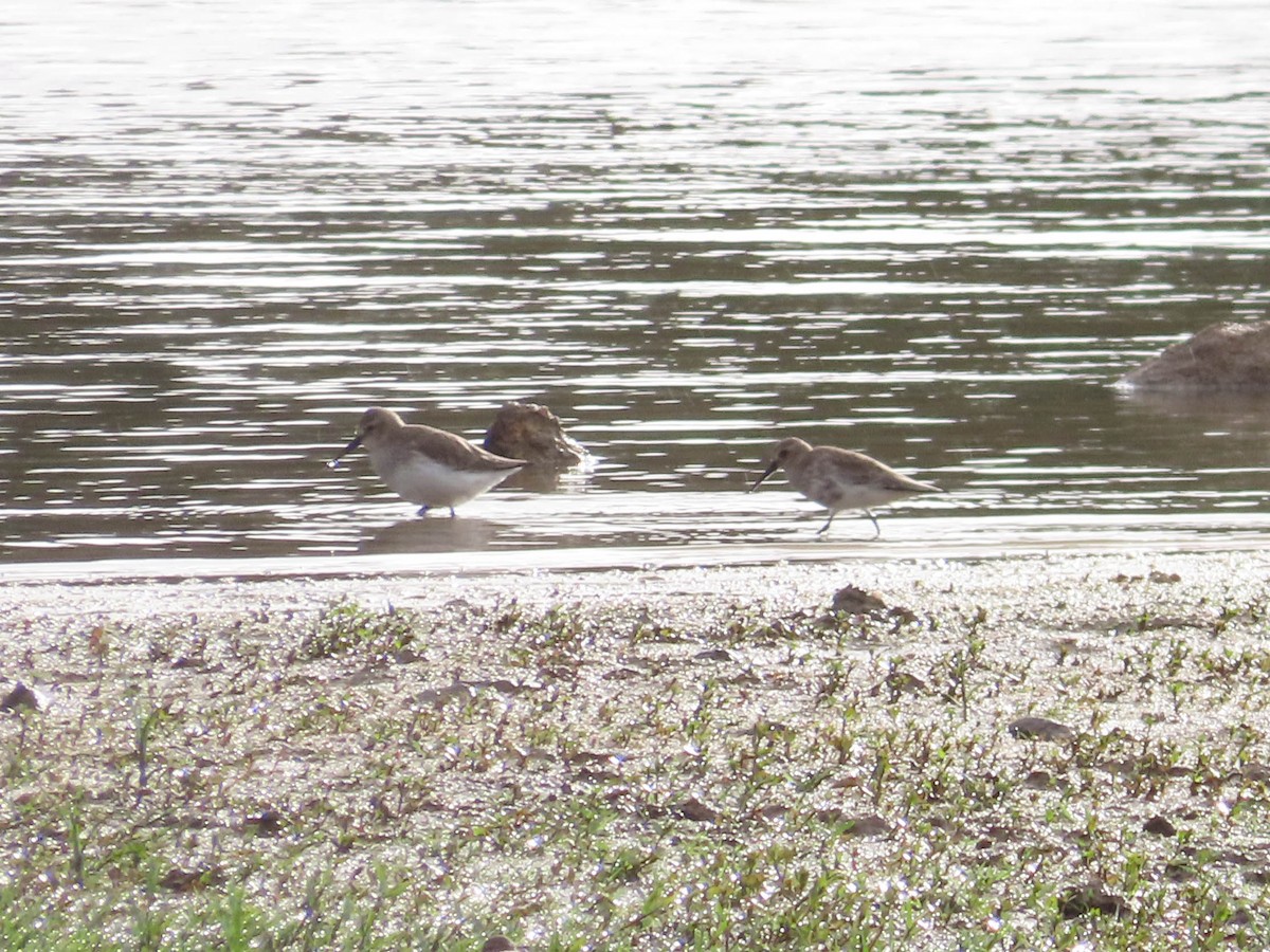 Dunlin - Ana  Botelho