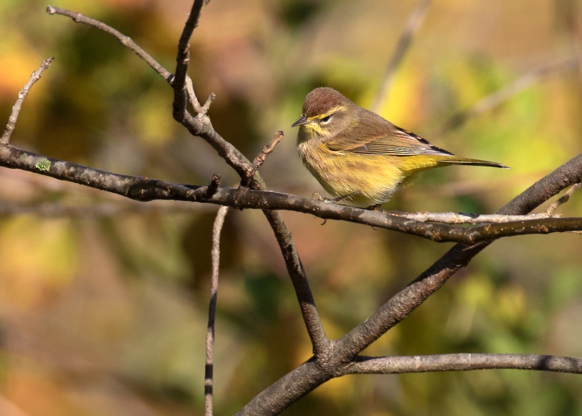 Palm Warbler (Yellow) - Mark R Johnson