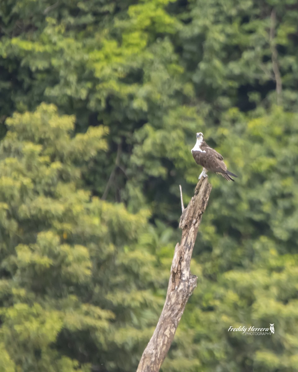 Osprey - Freddy Herrera