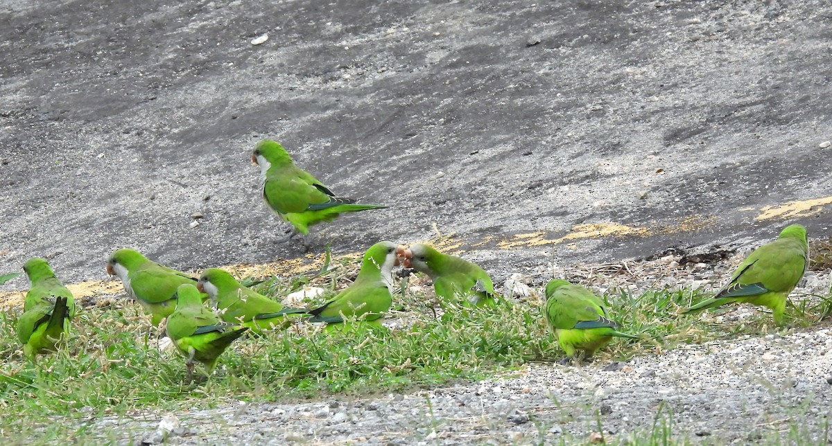 Monk Parakeet - ML610363083