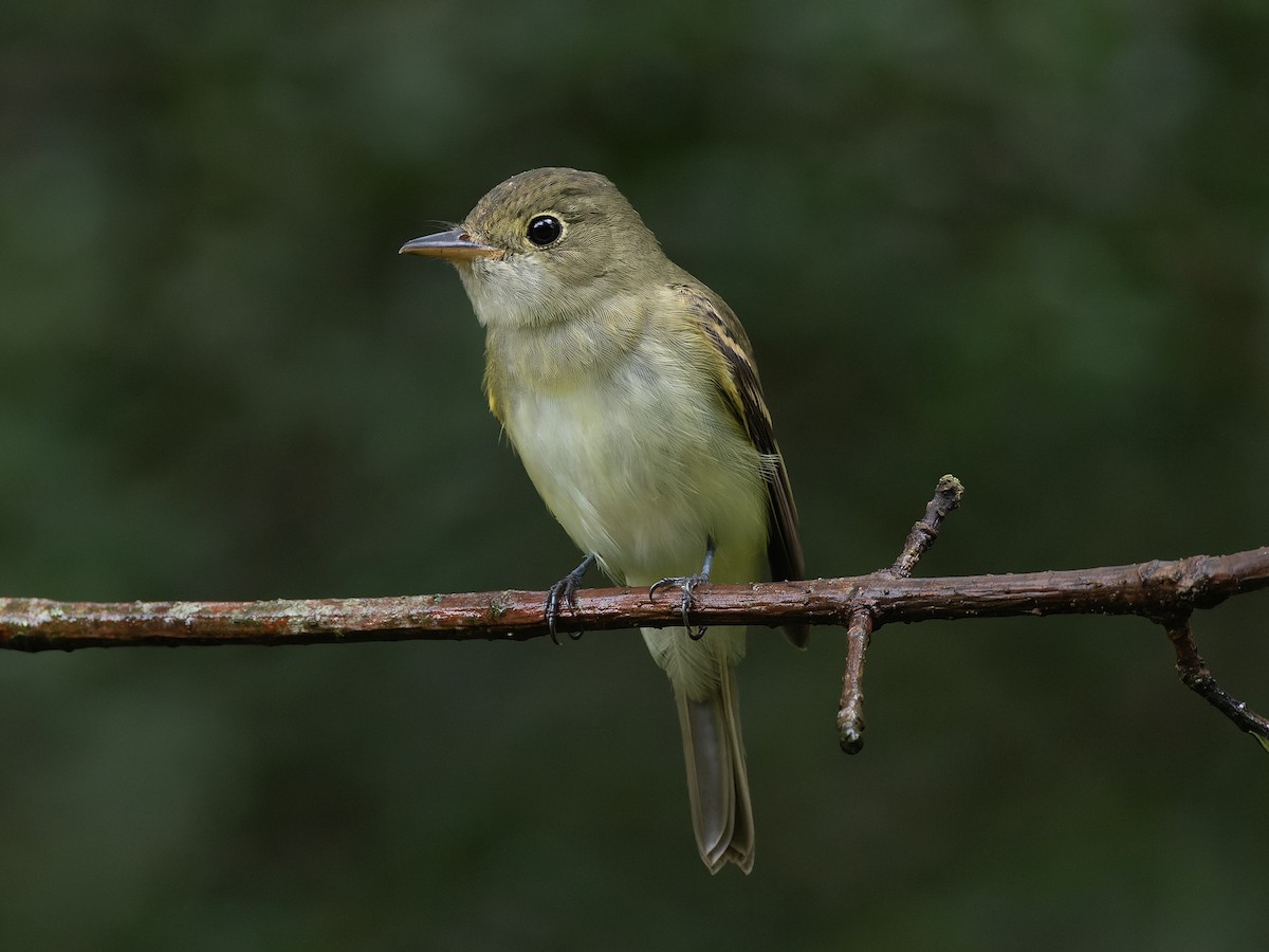 Acadian Flycatcher - ML610363086