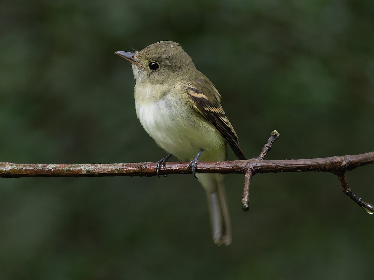 Acadian Flycatcher - ML610363087