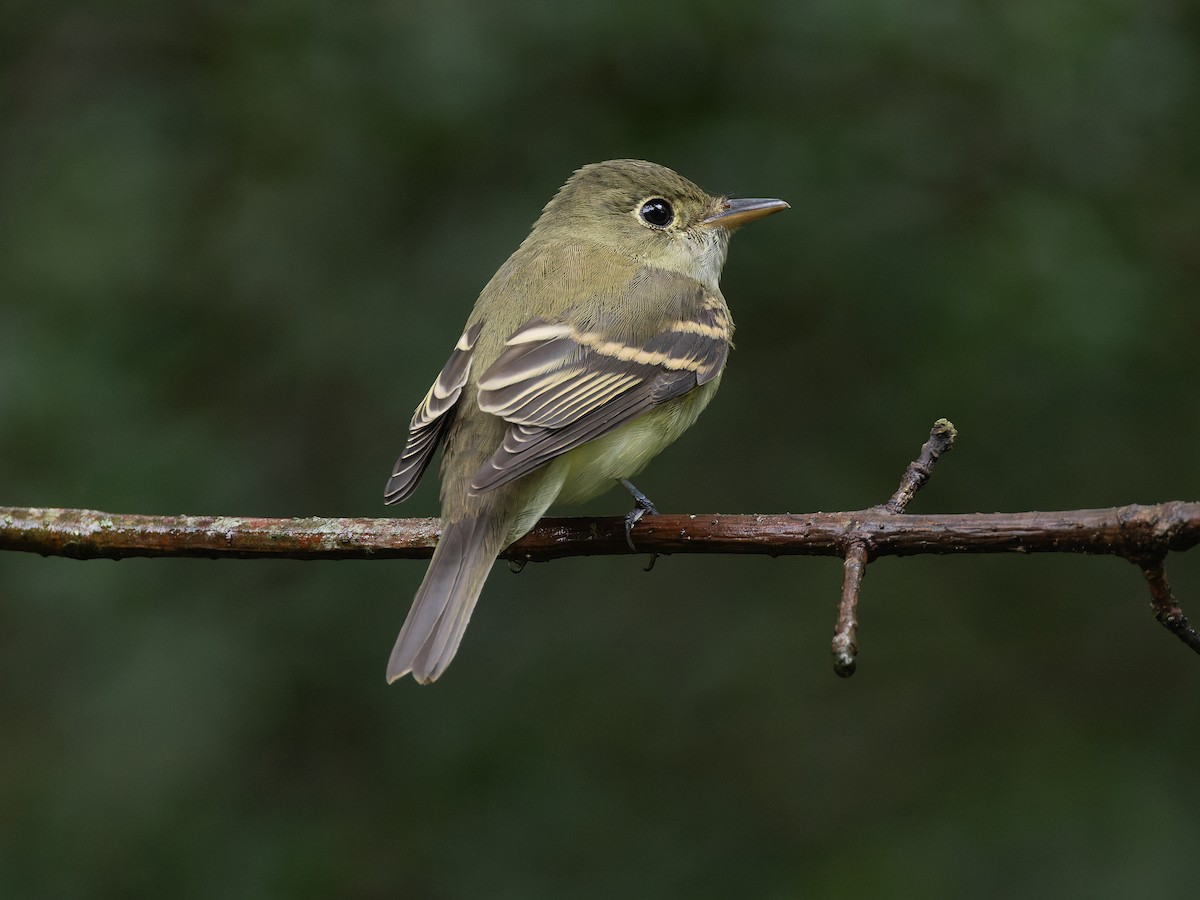 Acadian Flycatcher - ML610363113