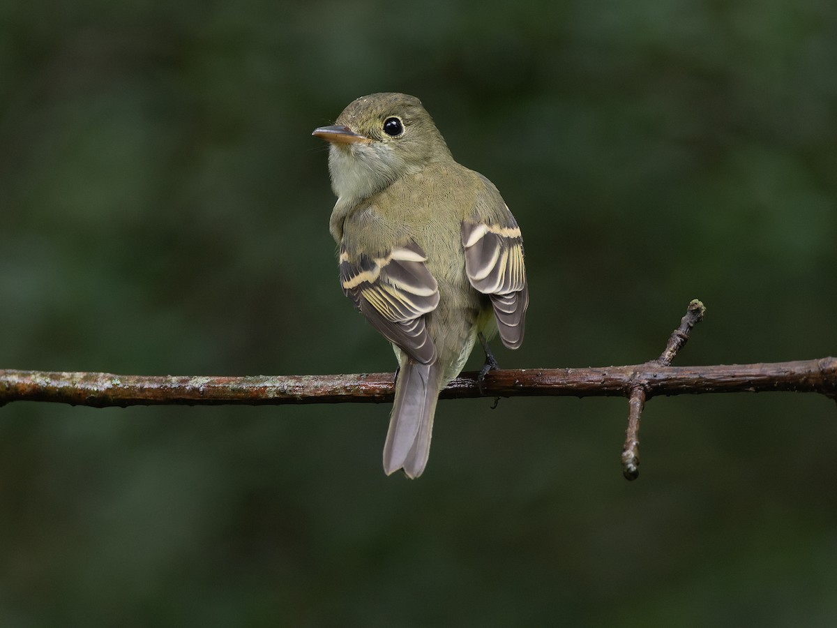 Acadian Flycatcher - ML610363114