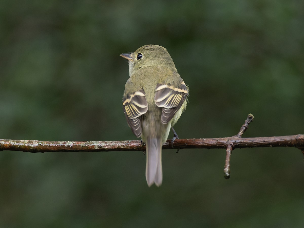 Acadian Flycatcher - ML610363115