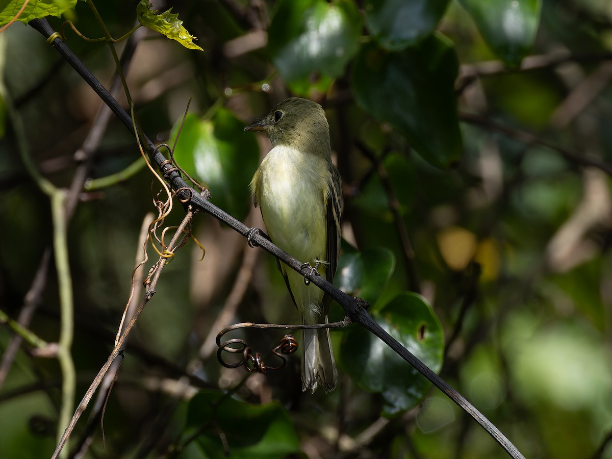 Acadian Flycatcher - ML610363116