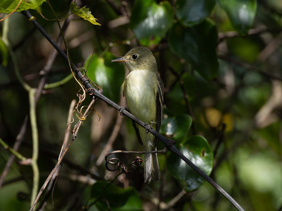 Acadian Flycatcher - ML610363118