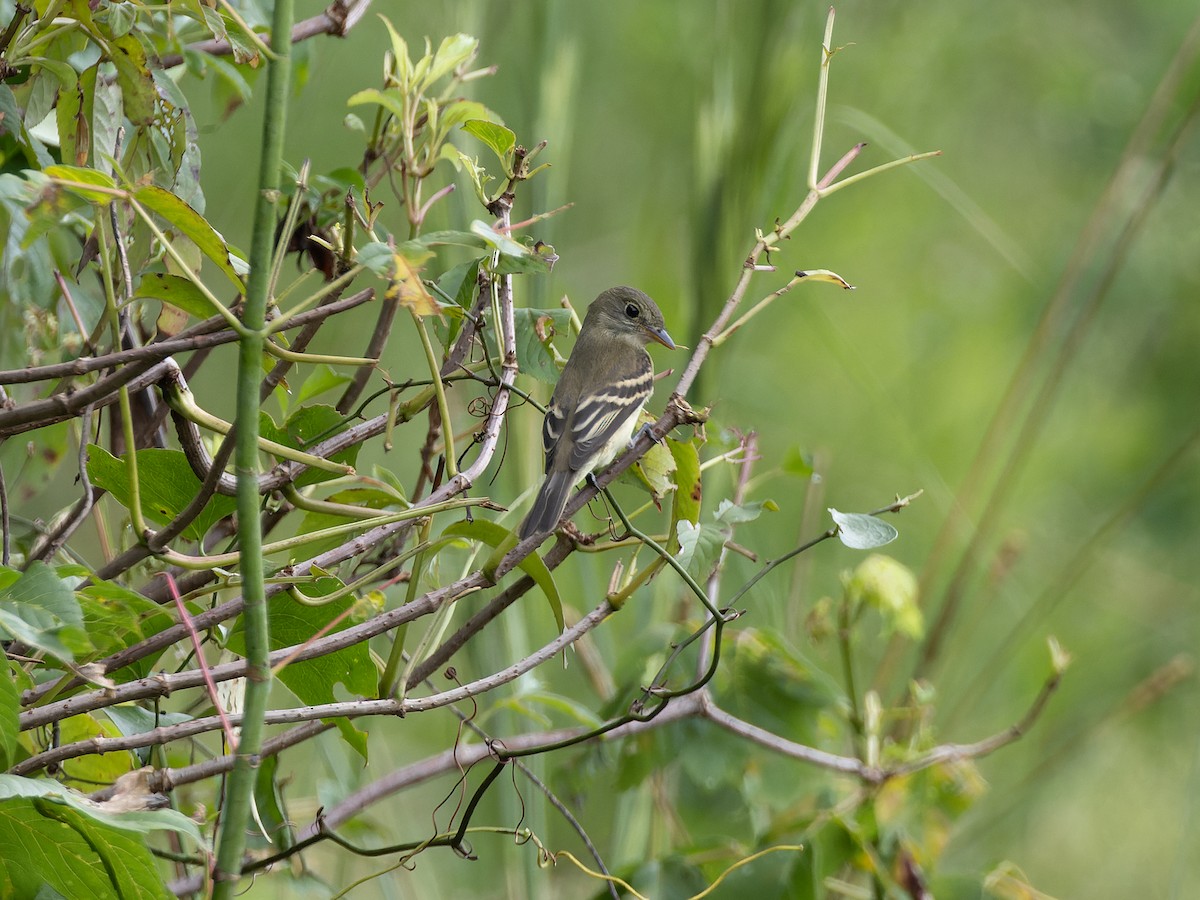 Alder/Willow Flycatcher (Traill's Flycatcher) - ML610363121