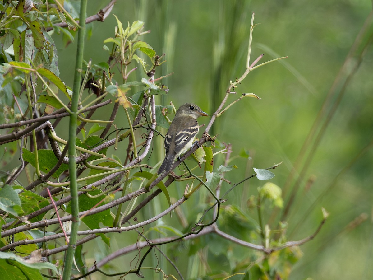 Alder/Willow Flycatcher (Traill's Flycatcher) - ML610363124