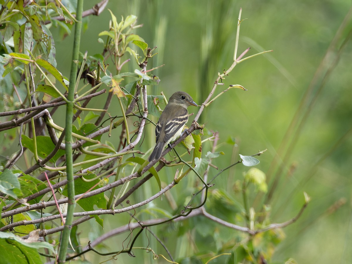 Alder/Willow Flycatcher (Traill's Flycatcher) - ML610363125