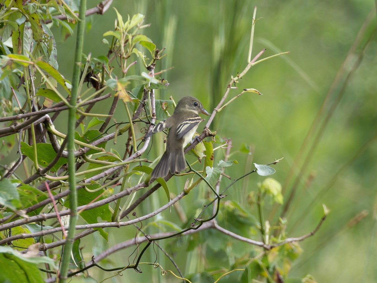 Alder/Willow Flycatcher (Traill's Flycatcher) - ML610363127