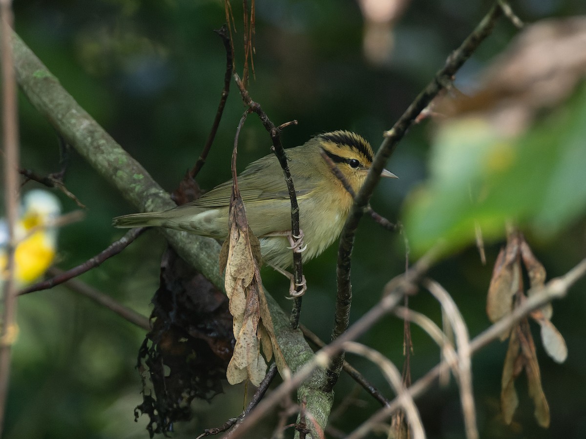 Worm-eating Warbler - ML610363137