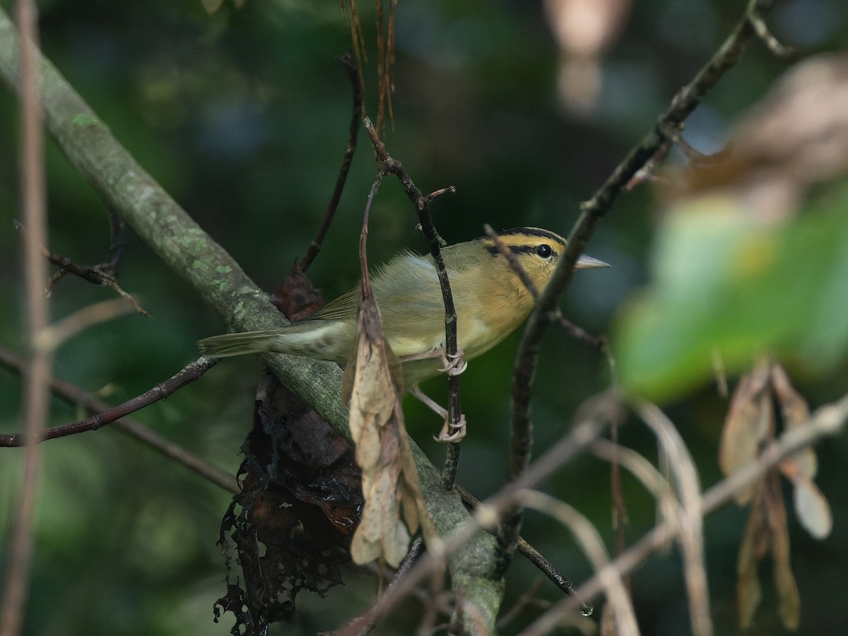 Worm-eating Warbler - ML610363139