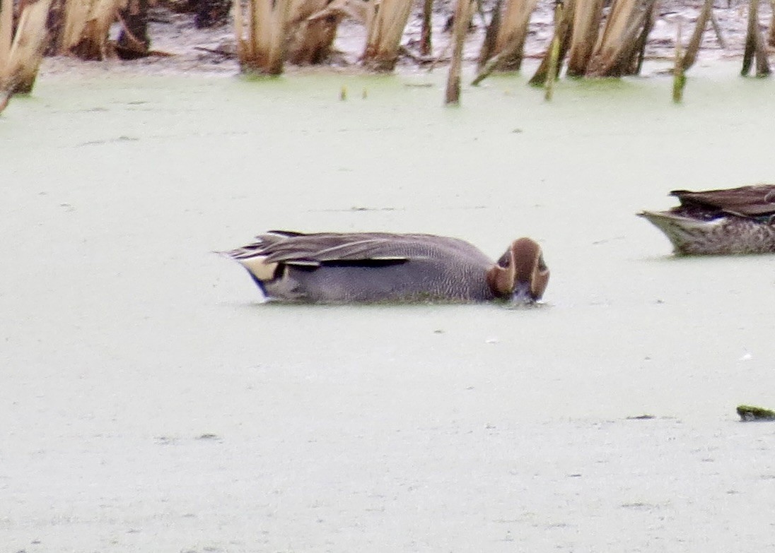 Green-winged Teal (Eurasian) - ML610363144