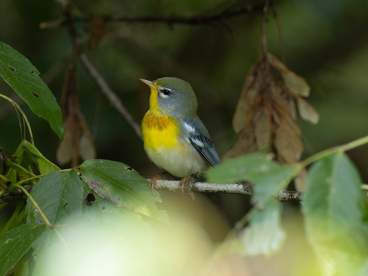 Northern Parula - ML610363146