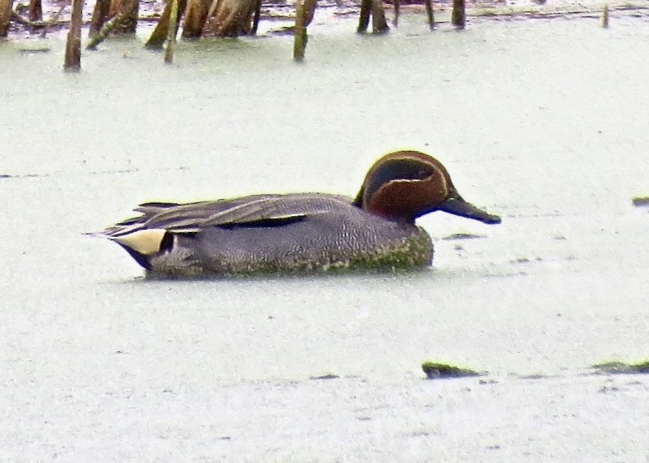 Green-winged Teal (Eurasian) - Dave Bengston