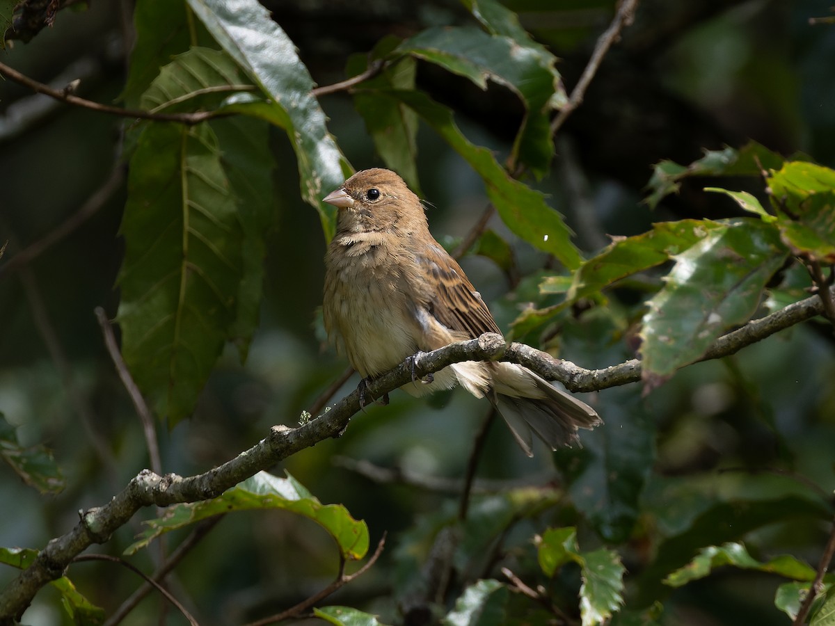 Indigo Bunting - James Flynn