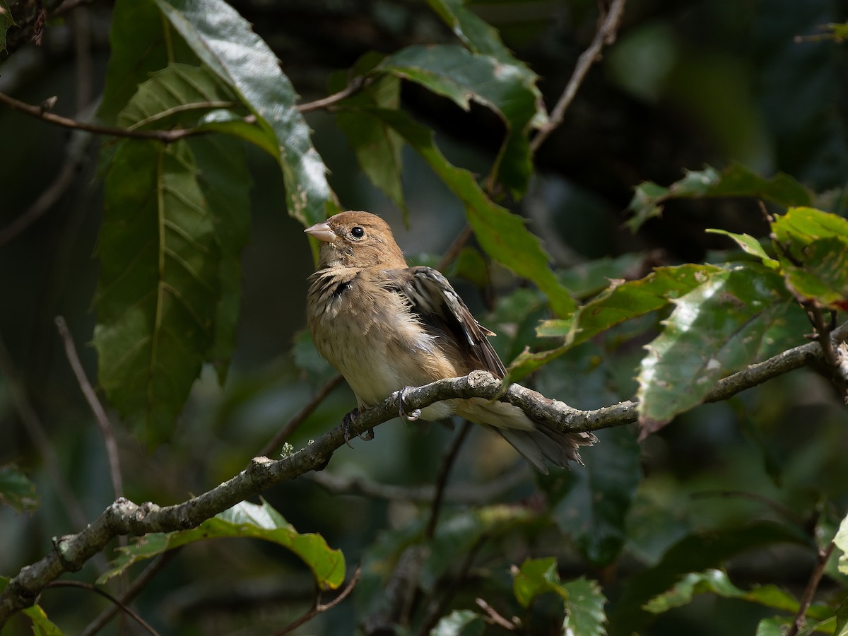 Indigo Bunting - ML610363152