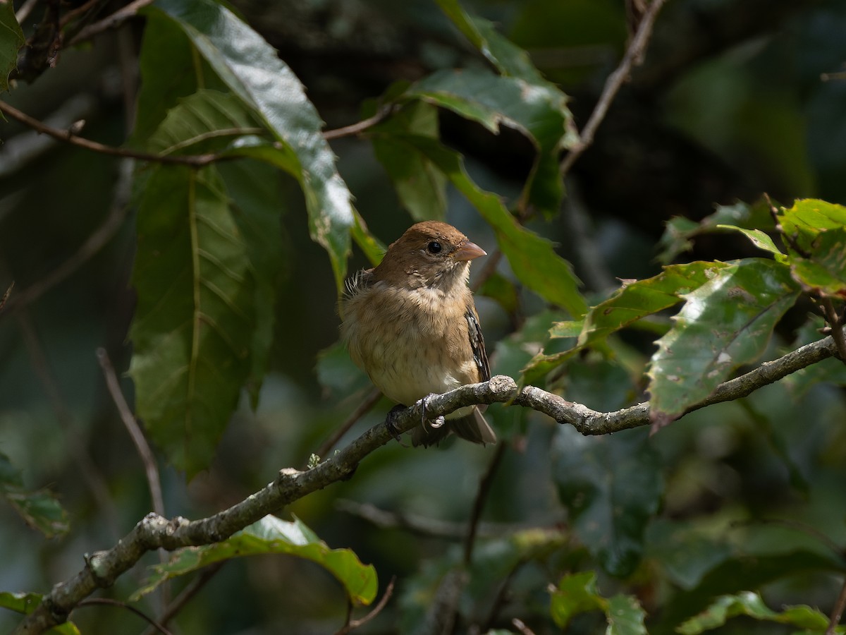 indigospurv - ML610363154