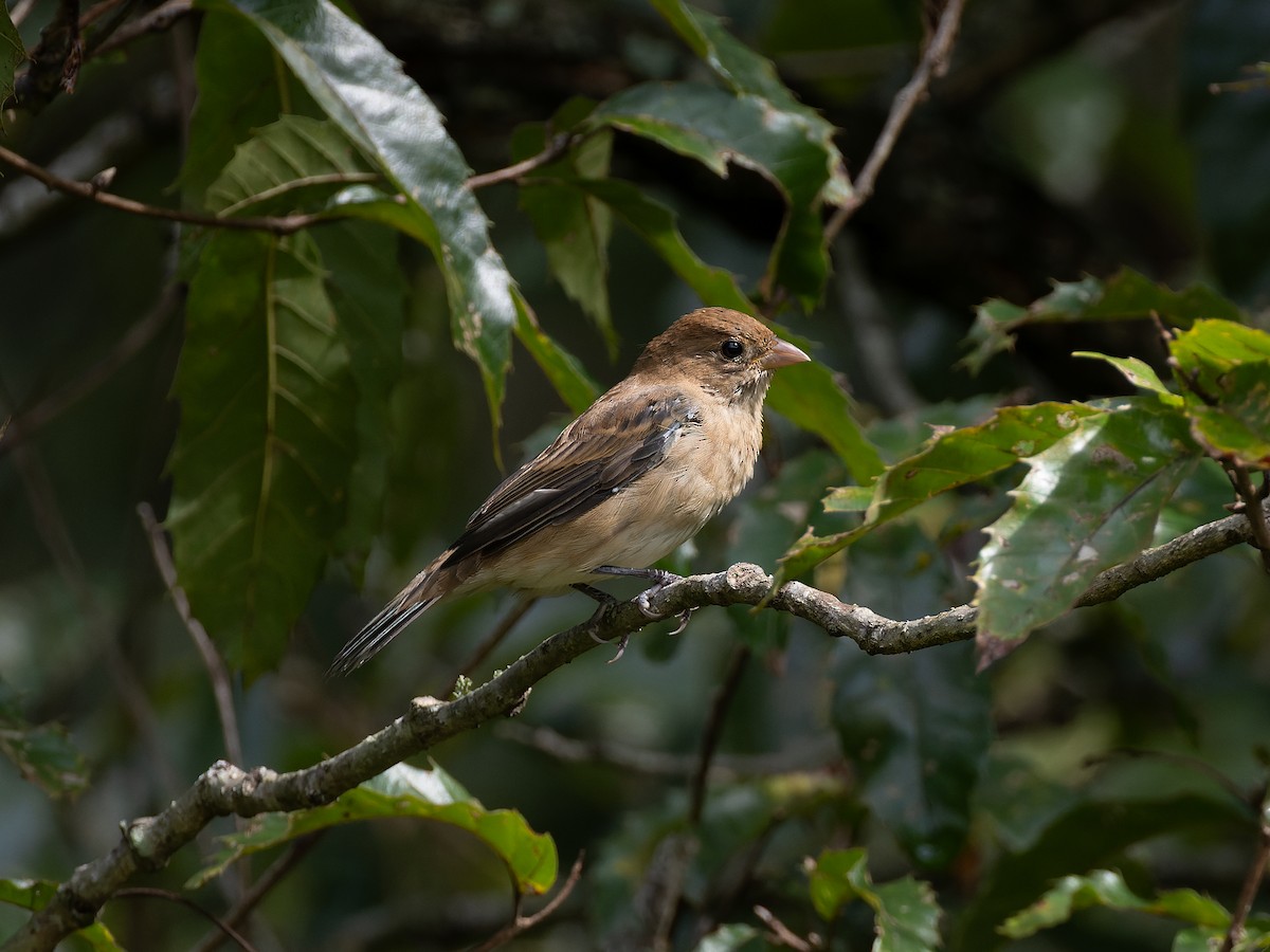 Indigo Bunting - ML610363158