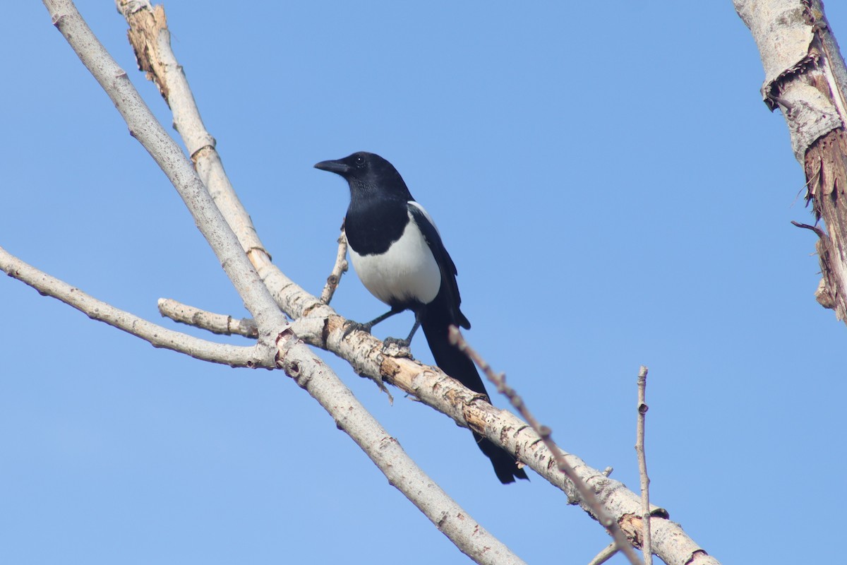 Eurasian Magpie - ML610363255