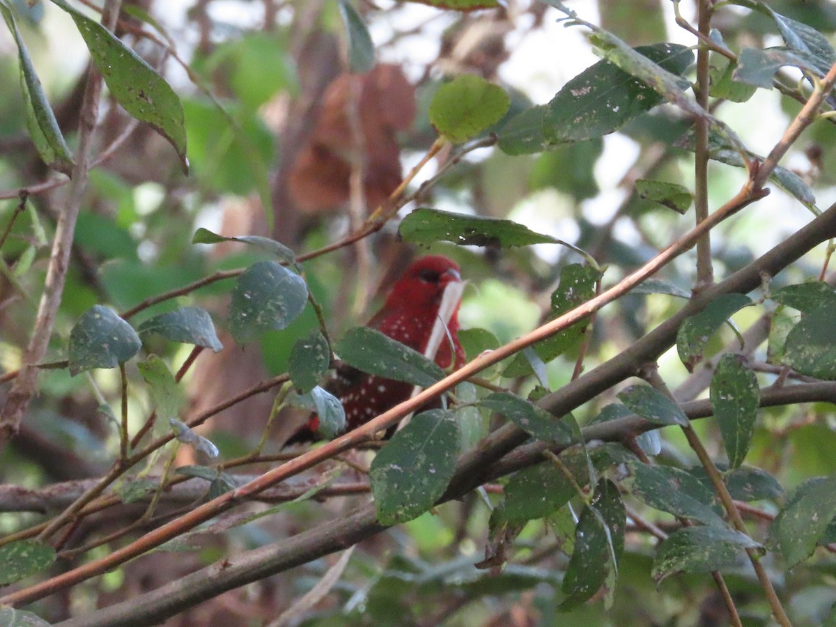 Bengali rouge - ML610363355