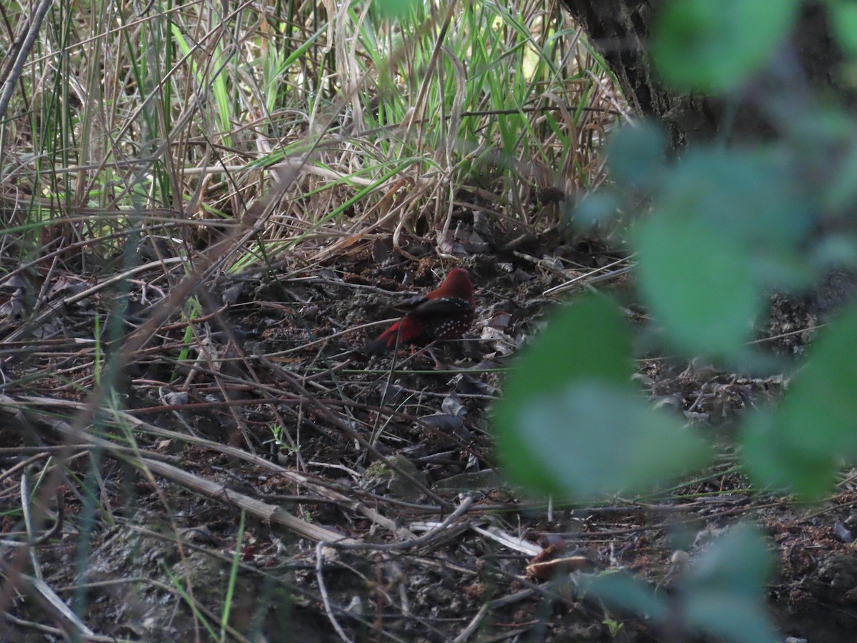 Red Avadavat - Ana  Botelho