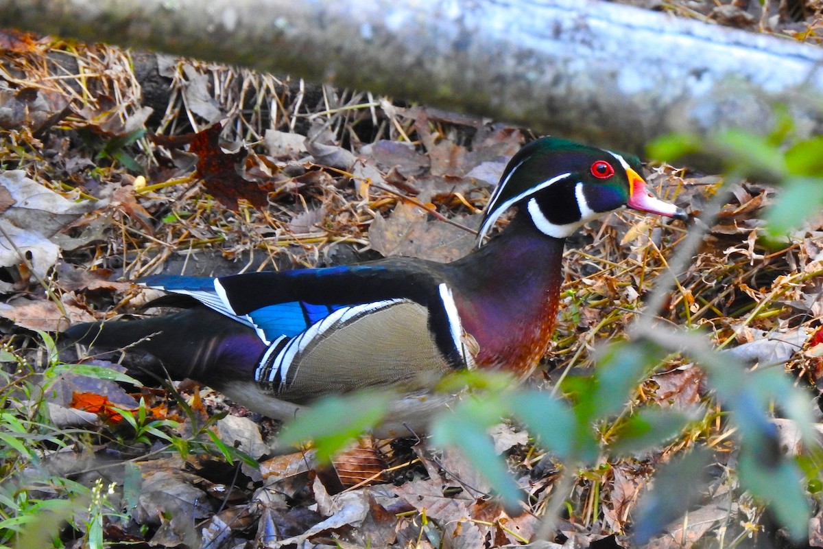 Wood Duck - David  Clark