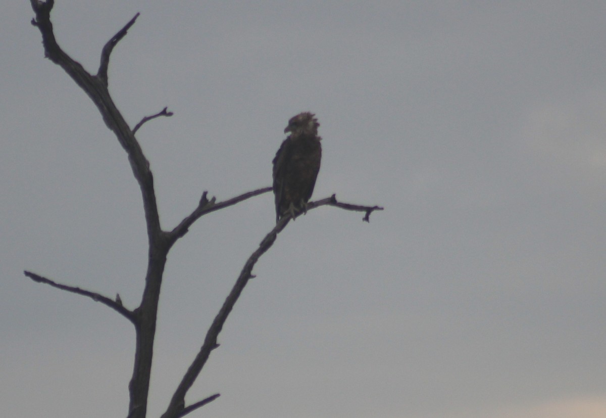 Bateleur - ML610363494