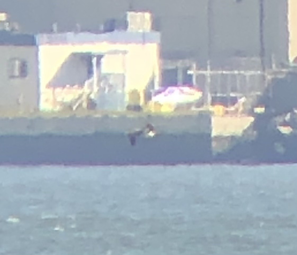 白腹鰹鳥 - ML610363535