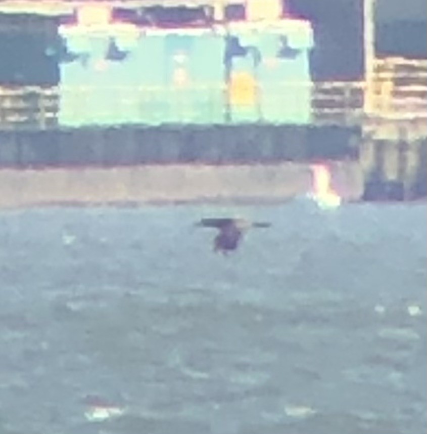 白腹鰹鳥 - ML610363541