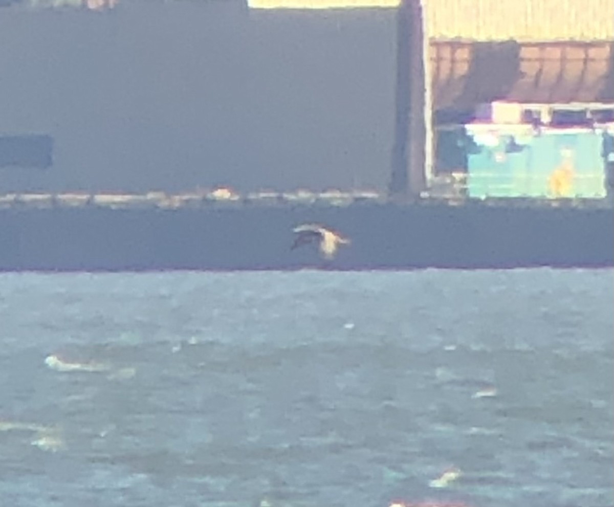 白腹鰹鳥 - ML610363543