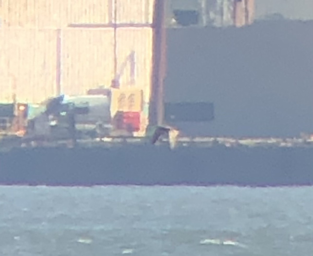 白腹鰹鳥 - ML610363544