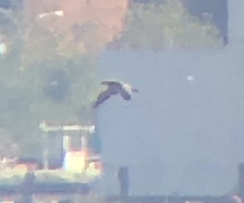白腹鰹鳥 - ML610363545