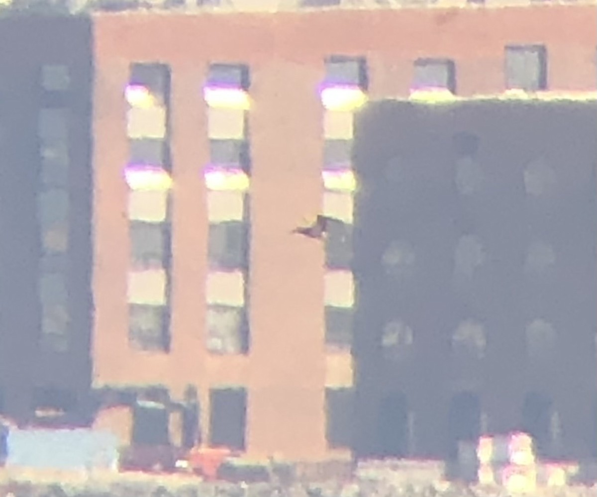 白腹鰹鳥 - ML610363548