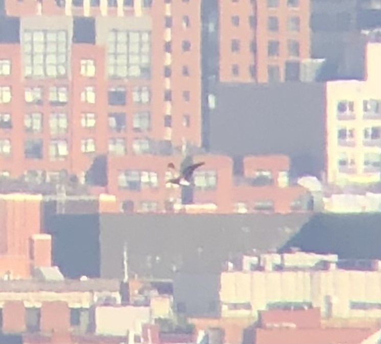 白腹鰹鳥 - ML610363561