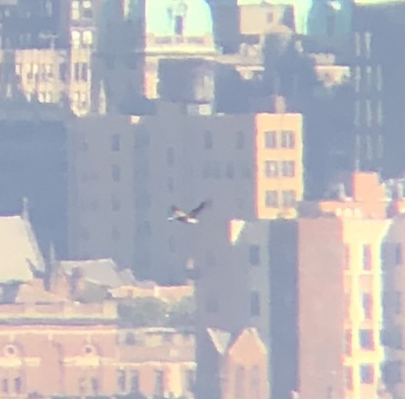 白腹鰹鳥 - ML610363579