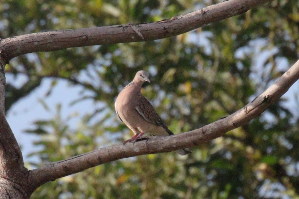 Spotted Dove - ML610363611