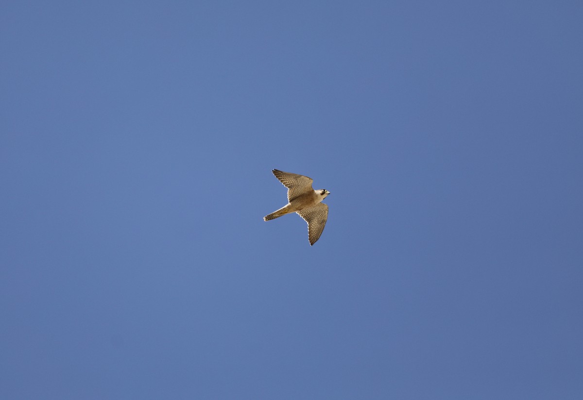 Peregrine Falcon (Barbary) - ML610363619