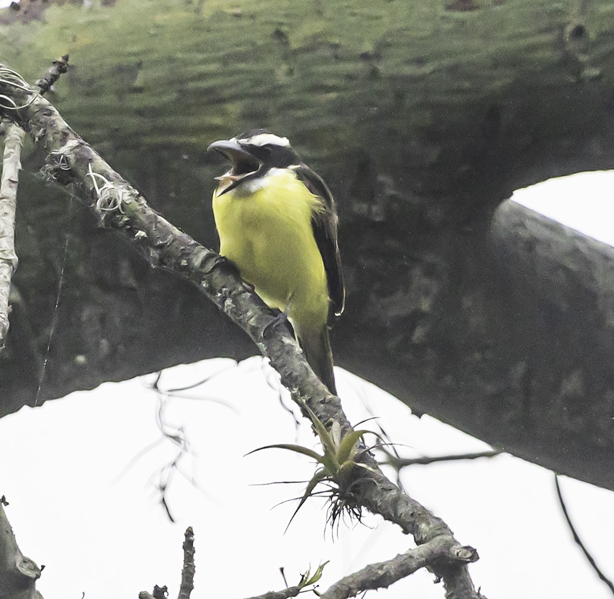 Boat-billed Flycatcher - ML610363727