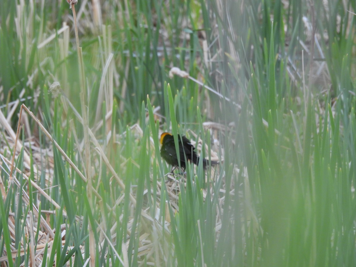 Yellow-headed Blackbird - ML610363746