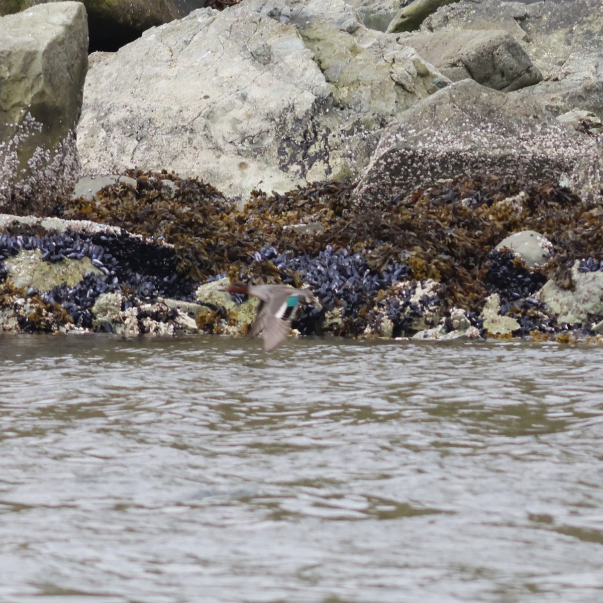 Green-winged Teal (Eurasian) - ML610363784