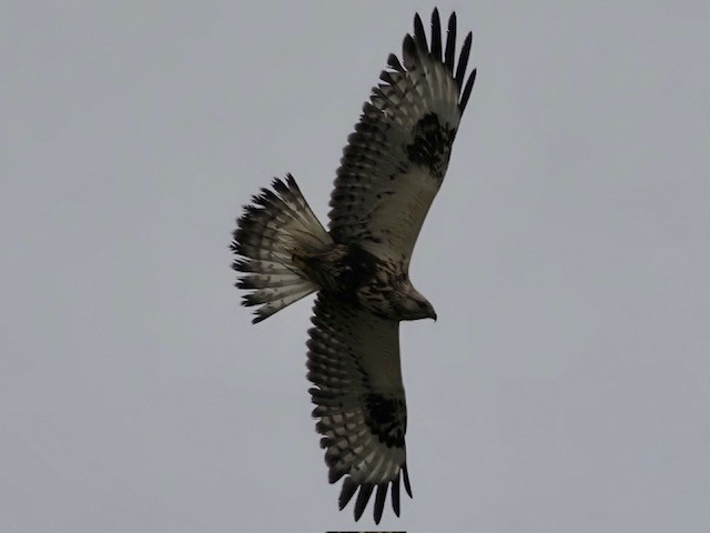 Rough-legged Hawk - ML610363799