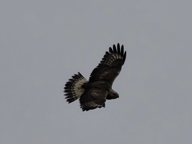 Rough-legged Hawk - Gavin Thomas