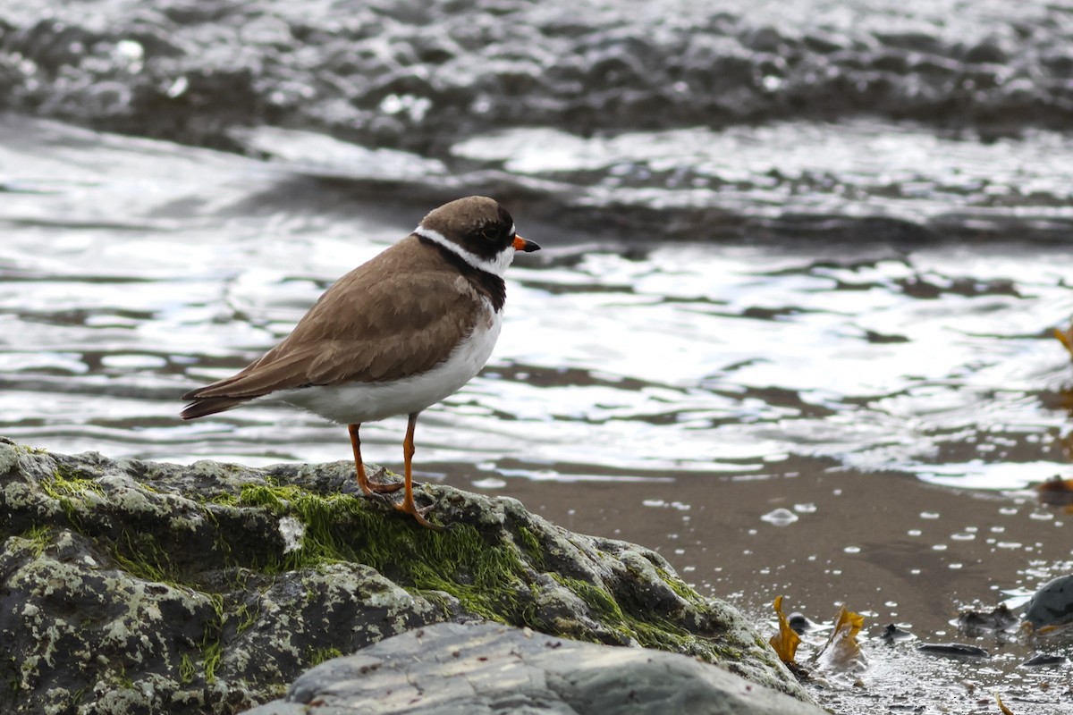 Semipalmated Plover - ML610363807