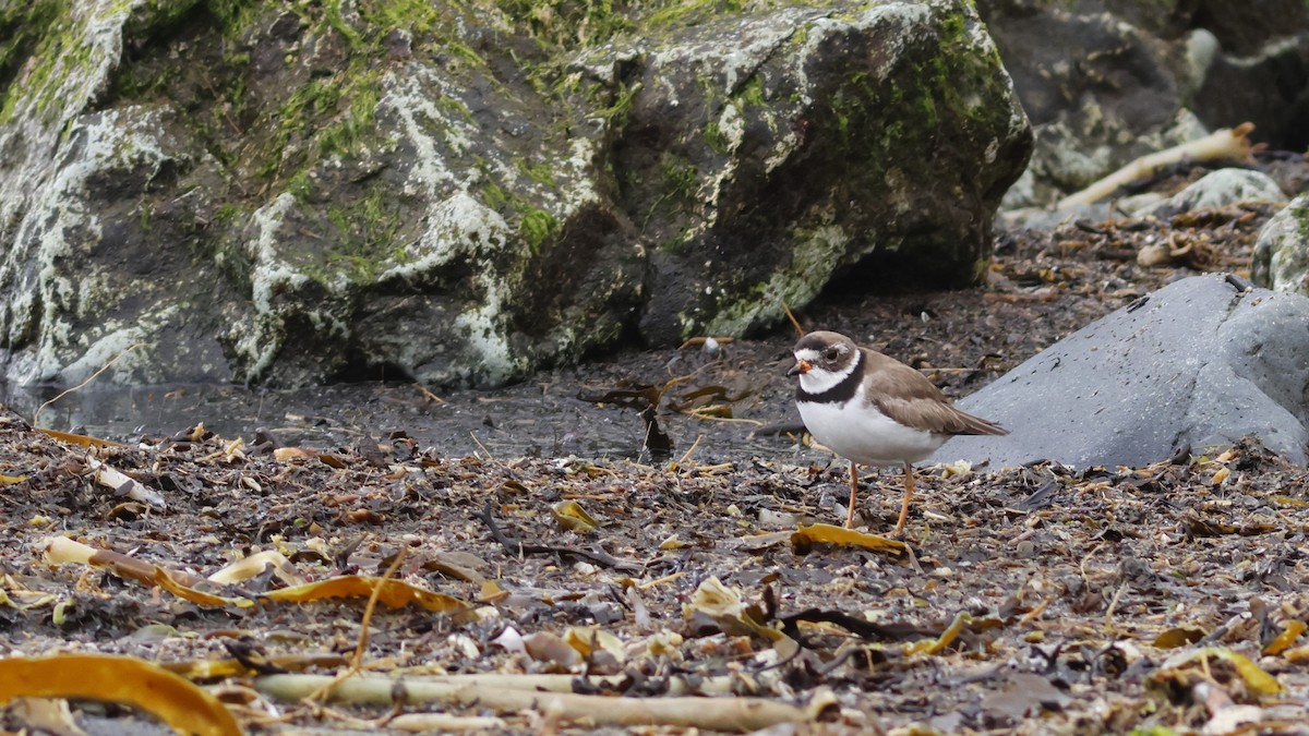 Semipalmated Plover - ML610363808